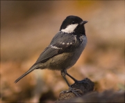 Mallerenga petita (Parus ater)