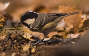 Mallerenga petita (Parus ater)