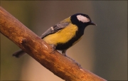 Mallerenga carbonera (Parus major)