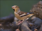 Durbec (Coccothraustes coccothraustes)