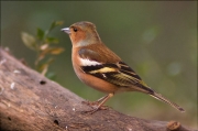 Mascle de Pinsà comú (Fringilla coelebs)