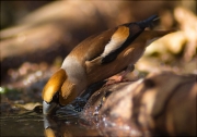 Durbec (Coccothraustes coccothraustes)