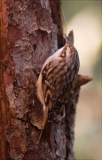 Raspinell comú (Certhia brachydactyla)