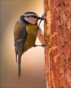 Mallerenga blava (Parus caeruleus)