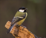 Mallerenga carbonera (Parus major)