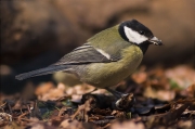 Mallerenga carbonera (Parus major)