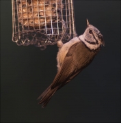 Mallerenga emplomallada (Parus cristatus)