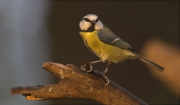 Mallerenga blava (Parus caeruleus)