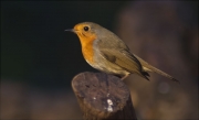 Pit roig (Erithacus rubecola)