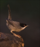 Mascle de Tallarol capnegre (Sylvia melanocephala)