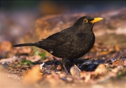 Mascle de Merla (Turdus merula)