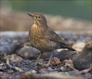 Femella de Merla (Turdus merula)