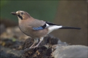 Gaig (Garrulus grandarius)