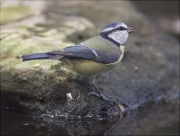 Mallerenga blava (Cyanistes caeruleus)