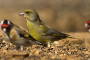 Verdum (Carduelis chloris)