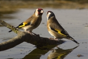 Cadernera (Carduelis carduelis)