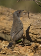 Femella de Tallarol capnegre (Sylvia melanocephala)