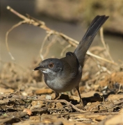 Femella de Tallarol capnegre (Sylvia melanocephala)