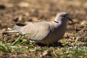 Tórtora turca (Streptopelia decaocto)