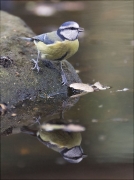 Mallerenga blava (Cyanistes caeruleus)