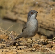 Femella de Tallarol capnegre (Sylvia melanocephala)