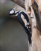 Femella de Picot garser gros (Dendrocopos major)