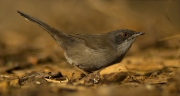 Femella de Tallarol capnegre (Sylvia melanocephala)