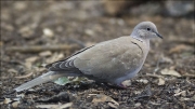 Tórtora turca (Streptopelia decaocto)