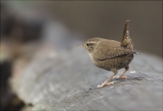 Cargolet (Troglodytes troglodytes)