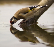 Cadernera (Carduelis carduelis)