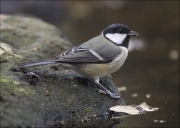 Mallerenga carbonera (Parus major)