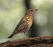 Tord comú (Turdus philomelos)