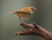 Mosquiter comú (Phylloscopus collybita)