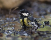 Mallerenga carbonera (Parus major)