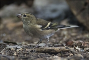 Femella de Pinsà comú (Fringilla coelebs)