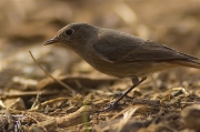 Femella de Cotxa fumada (Phoenicurus ochruros)