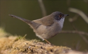 Femella de Tallarol capnegre (Sylvia melanocephala)