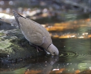 Tórtora turca (Streptopelia decaocto)