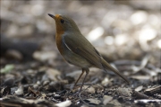 Pit roig (Erithacus rubecola)