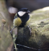 Mallerenga carbonera (Parus major)