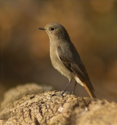 Femella de Cotxa fumada (Phoenicurus ochruros)