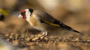 Cadernera (Carduelis carduelis)