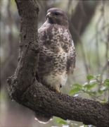 Aligot comú (Buteo buteo)