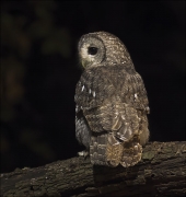 Gamarús (Strix aluco)