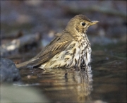 Tord comú (Turdus philomelos)