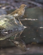 Tord comú (Turdus philomelos)