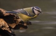 Mallerenga blava (Parus caeruleus)