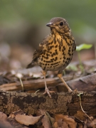 Griva (Turdus viscivorus)