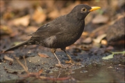 Mascle de Merla (Turdus merula)