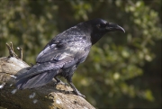 Corb (Corvus corax)